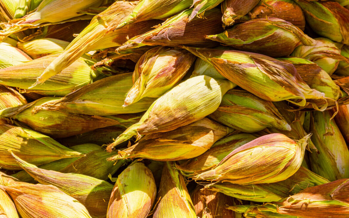 Peruvian - Inca corn was developed over 1,000s of years.