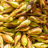 Peruvian - Inca corn was developed over 1,000s of years.