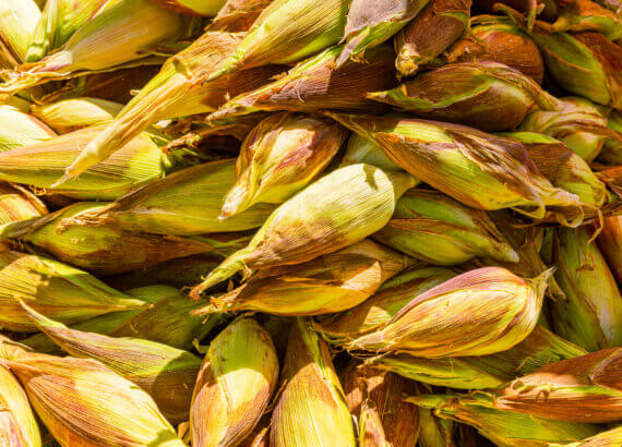 Peruvian - Inca corn was developed over 1,000s of years.