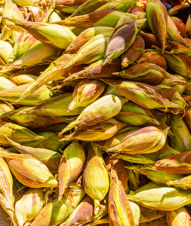 Peruvian - Inca corn was developed over 1,000s of years.