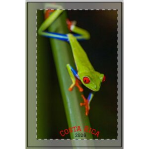 Red-Eyed Tree Frog Dotted Spiral Notebook — Costa Rica Travel Journal